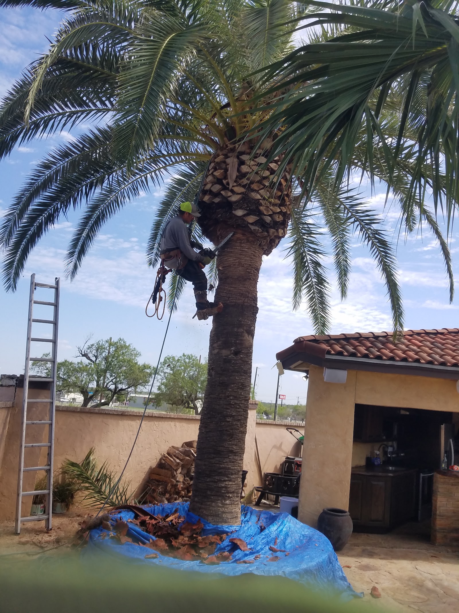 50-foot Chinaberry removal in Live Oak