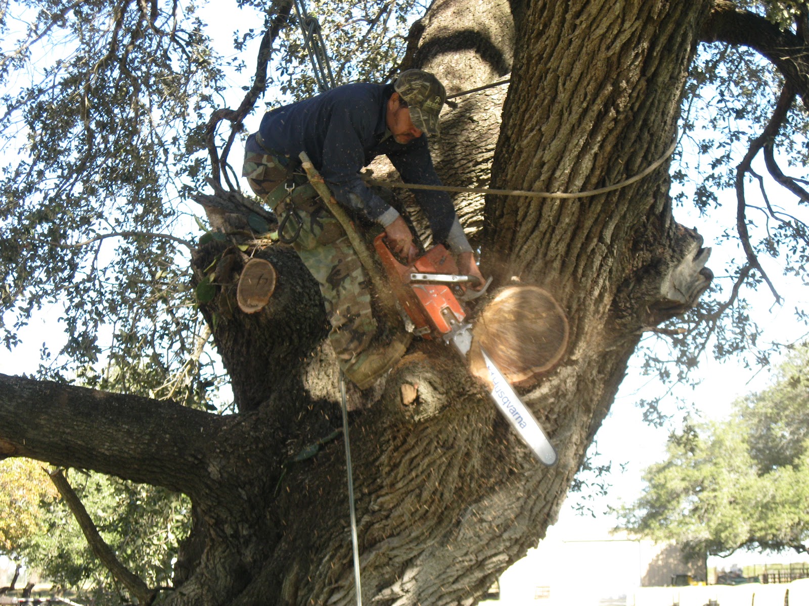 Oak tree trimming and canopy cleanup