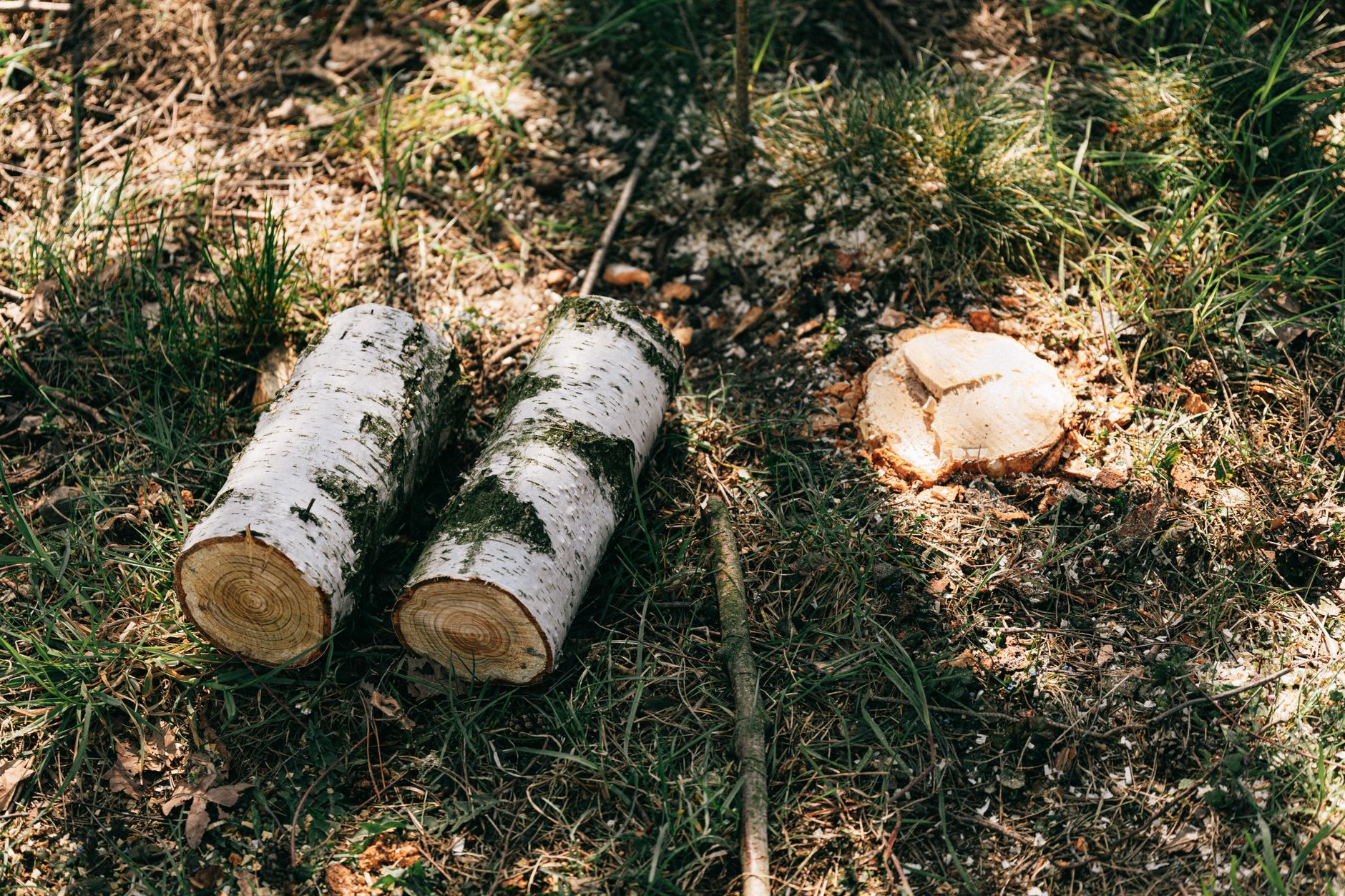 Stump Grinding – Live Oak
